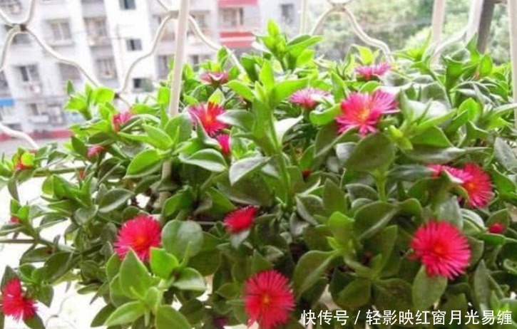 “4种花”是爆盆能手，懒人新手都能养好，美不胜收，开花百花园