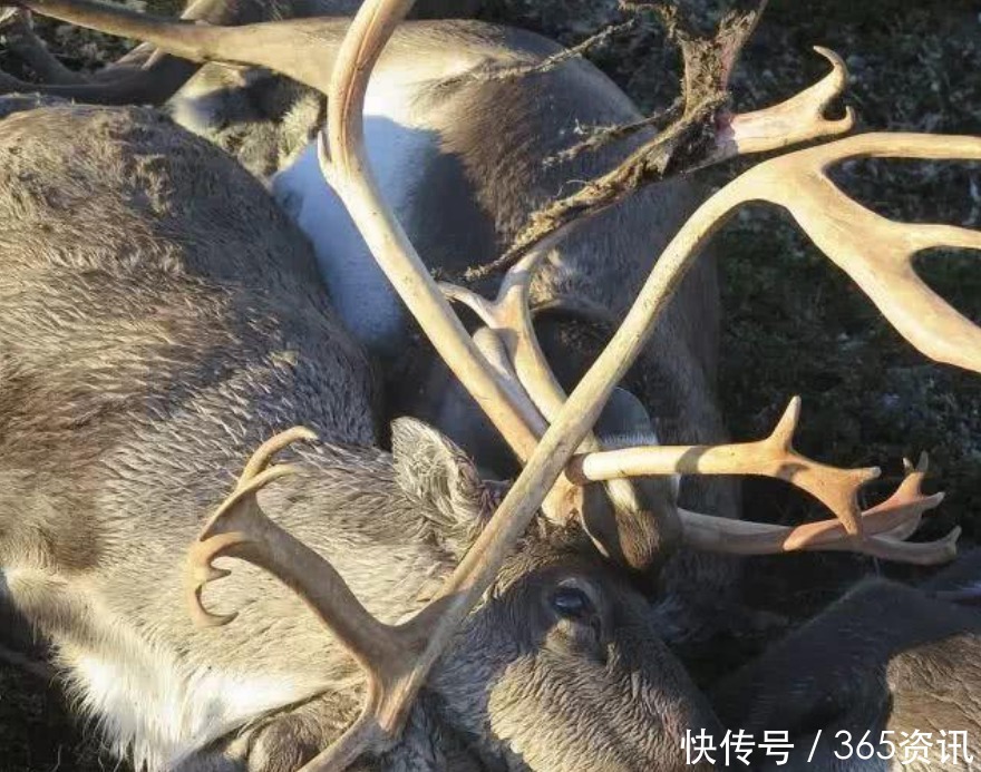 一道闪电是多少度电,闪电掉进海里,会电死多少鱼