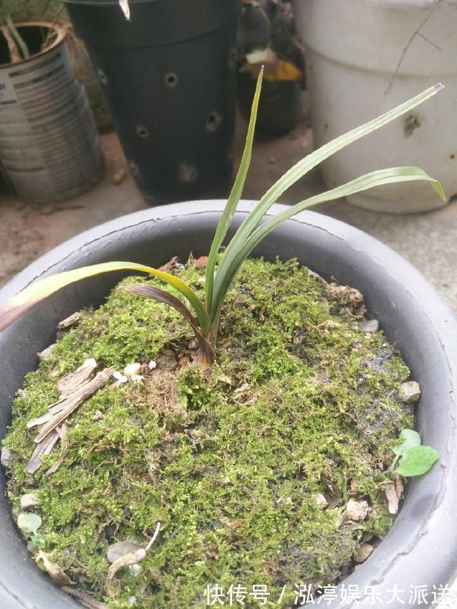 秘密|怀疑人生了,养护一年的兰花总是僵苗不见长,脱盆以后发现小秘密