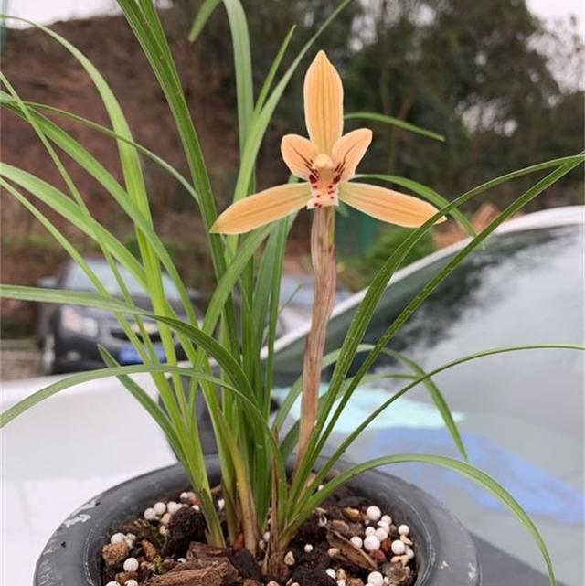 缺水|老花农说兰花这样浇,简单粗暴,保证10年不烂根,非常使用