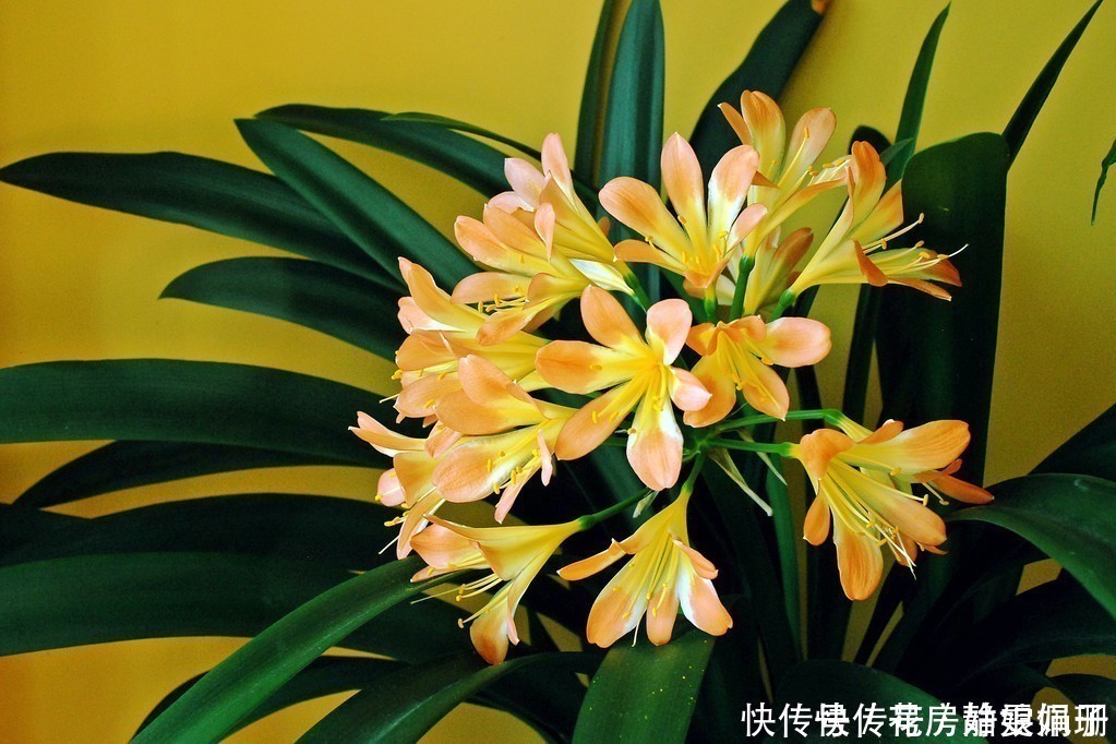 花中君子|叶纹深,品相好,年年花开,花中君子需要这么来养护