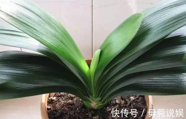 蟹爪兰不开花就关“小黑屋”，而君子兰不开花却得做好这些！