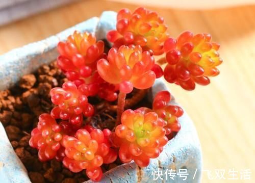 10款多肉盆栽，不必养成老桩，小小巧巧照样美丽