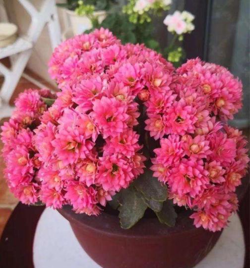 水仙花|新年新气象!10种年宵花,家里放一盆,福瑞迎门,喜庆又吉祥