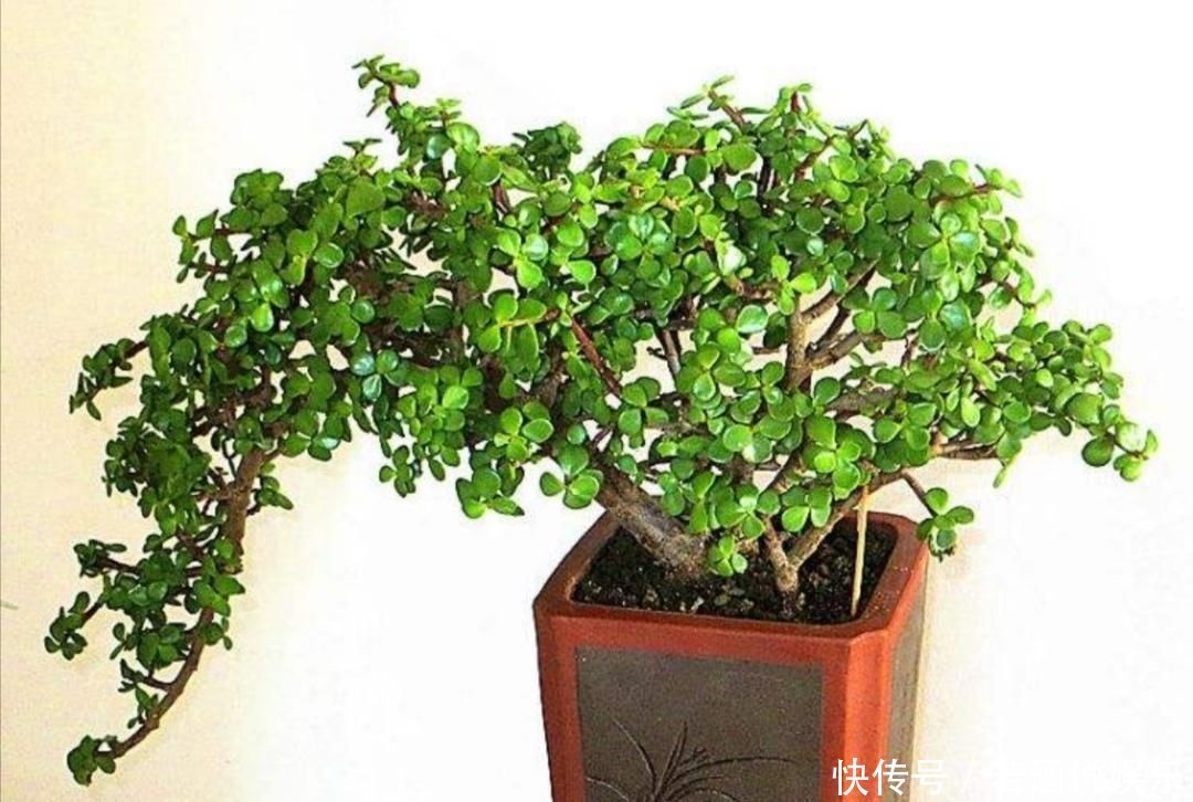 养金枝玉叶盆景,要舍得修剪枝条,株型才能越来越美观