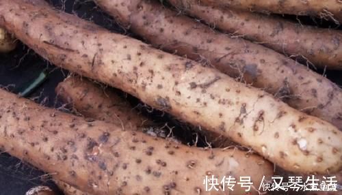 粗细|买山药,挑粗的还是细的?学会这3招,优质山药轻松拿下!