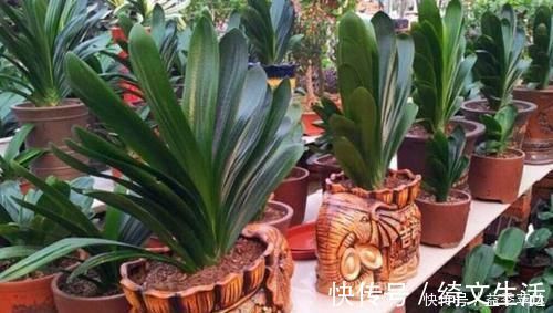 浇灌|养花用什么水浇灌2种'万能浇花水'，浇啥花都能越长越旺盛