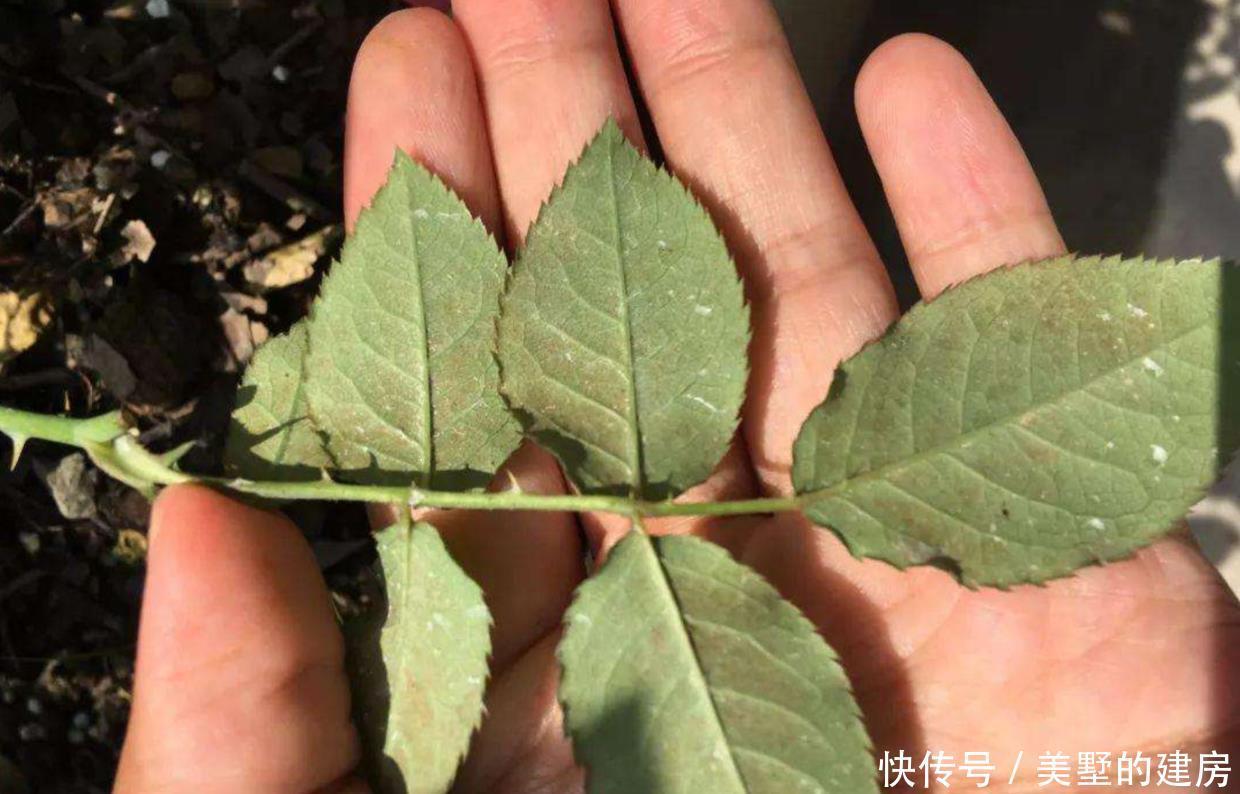 柑橘水溶液|盆栽爱招虫?用对方法,让盆栽跟虫虫说再见