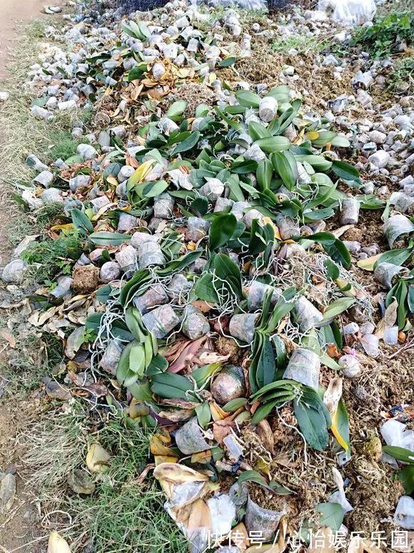老桩|路边一堆“名贵花”,丢人也要捡,捡回家养2个月就开花!