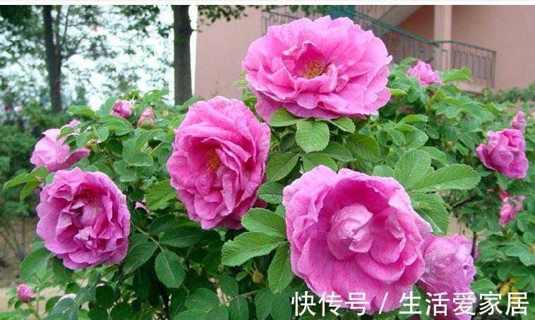 玫瑰花|6种漂亮花，又香又好吃，美食之花，你养过几种？