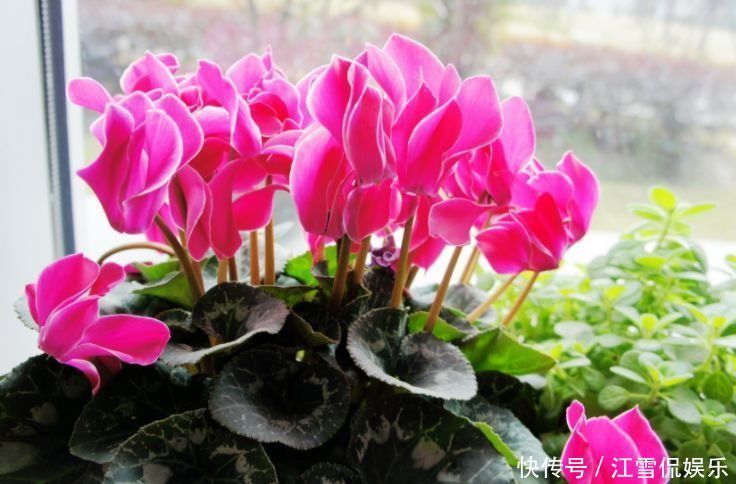 适合养在家里的几款花卉，晚上可以呼出氧气，有助于睡眠