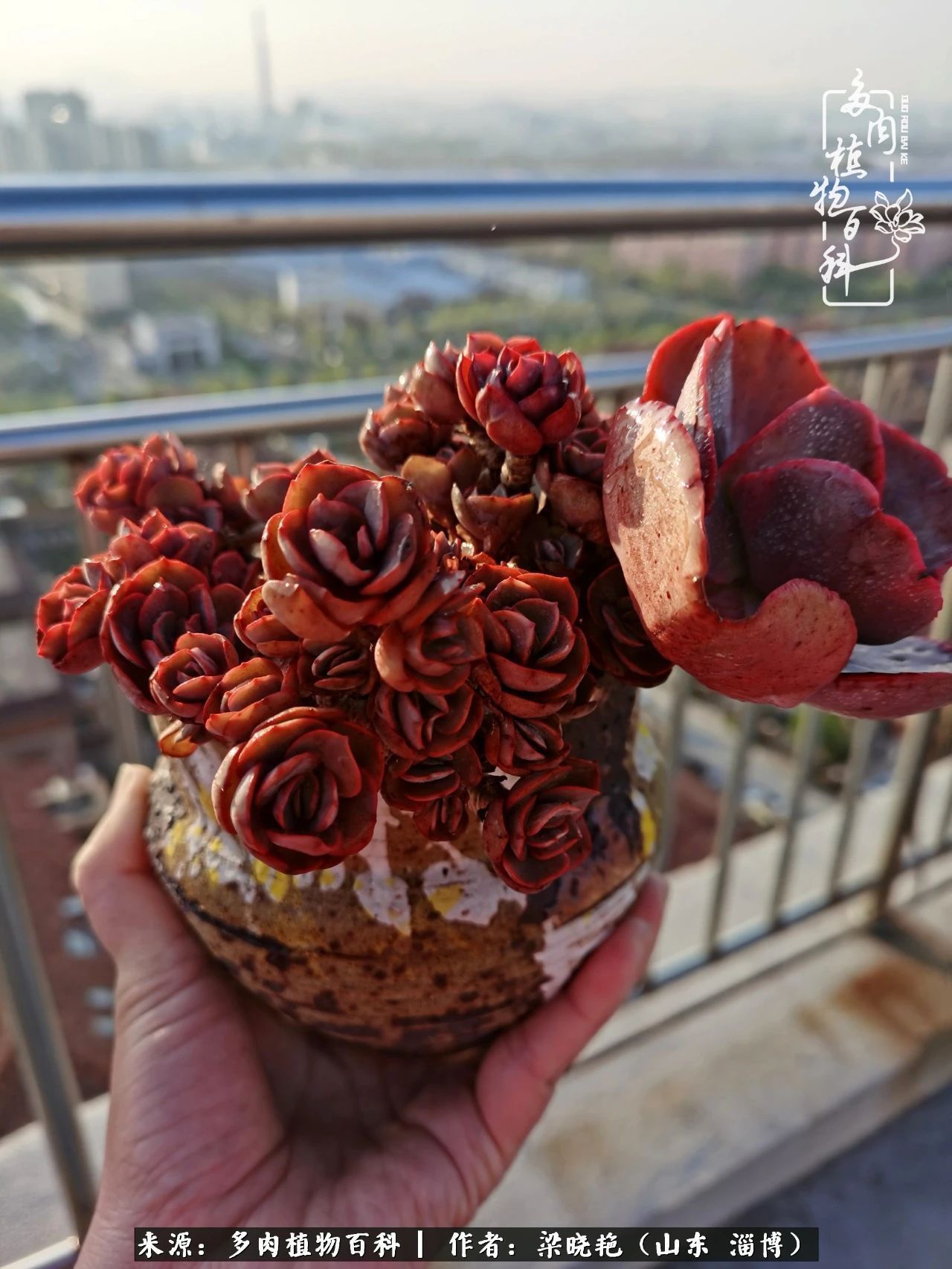 多肉植物|暑往秋来，夏天成了故事，迎来多肉最美的季节！