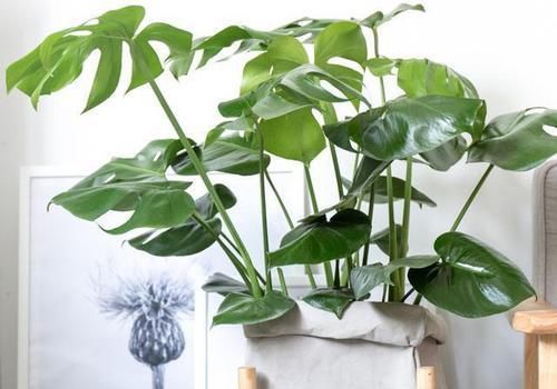  福增寿|叶子形状奇特如龟背，添福增寿意绵长，龟背竹养护跟着专家这样