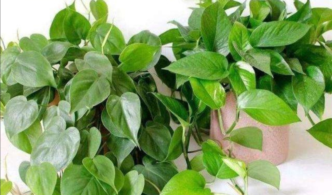 绿萝长得慢、叶子小,掌握4个养护要点,长势旺盛,叶子浓绿
