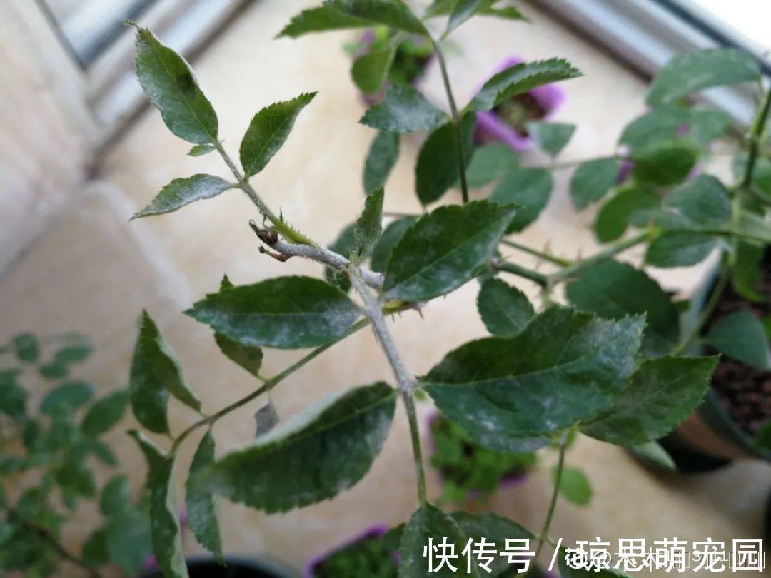 磷酸二氢钾|月季现在赶紧施肥,不然越长越差,上肥后月月开花