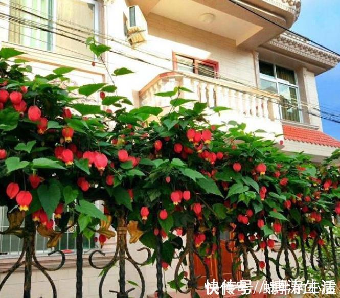 漂亮|此款花卉，花艳易爆盆，越热开花越旺，开成漂亮小花园！