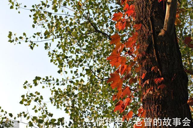 君子|《诗经》欣赏 周南 樛木