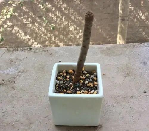 养花叶子掉光了，只剩光杆，如何挽救？