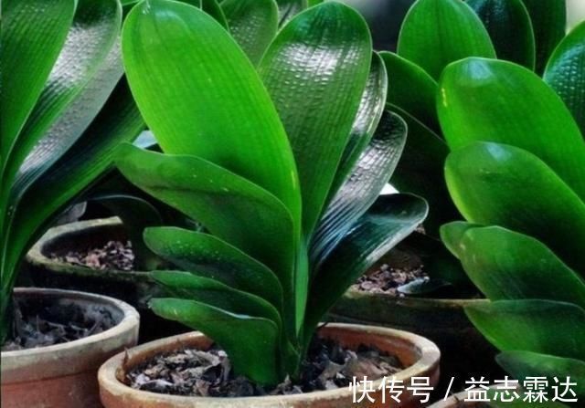 温度|君子兰叶子出现褶皱,3个方面没有做好,应及时改正