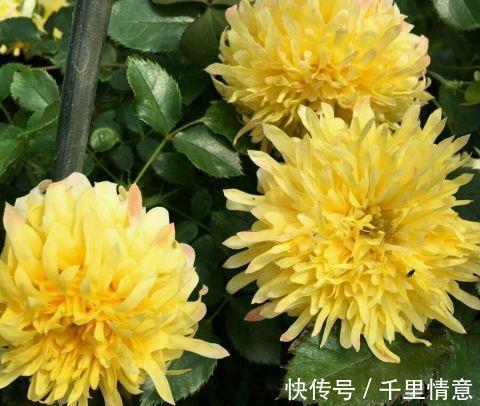 烟花|勤花耐高温的烟花波浪月季,花朵像菊花,越晒越红