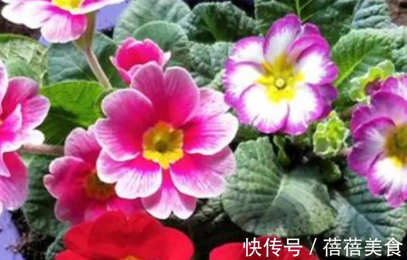 10大漂亮花,值得冬天养一盆,好养易开花,盆盆爆花