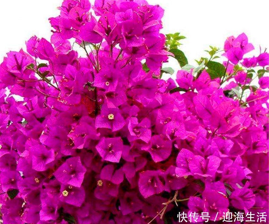 三角梅有“4怕”,难怪枝繁叶茂不开花,学会了花朵多得压弯枝头