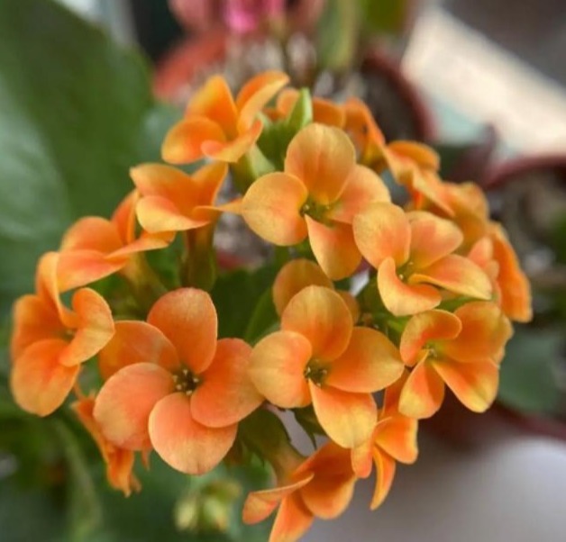 75个长寿花品种,一个比一个美,一起来认识一下吧!