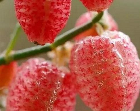 葡萄|世间这8种奇葩水果,我就吃过一种,你要是全部都吃过,就腻害了