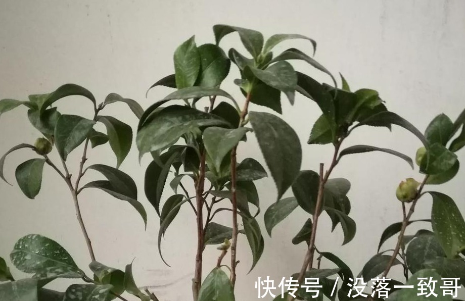 茶花|茶花换盆上盆详细步骤,学会这些,上盆不再求人,而且成活率高