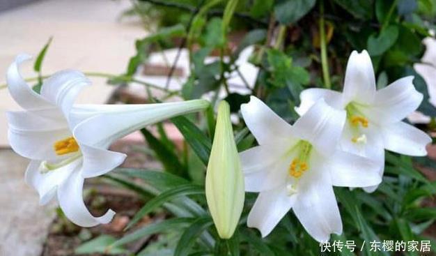 此些东西养花特别好,盆土一年不板结,花草长得旺、开的多又艳