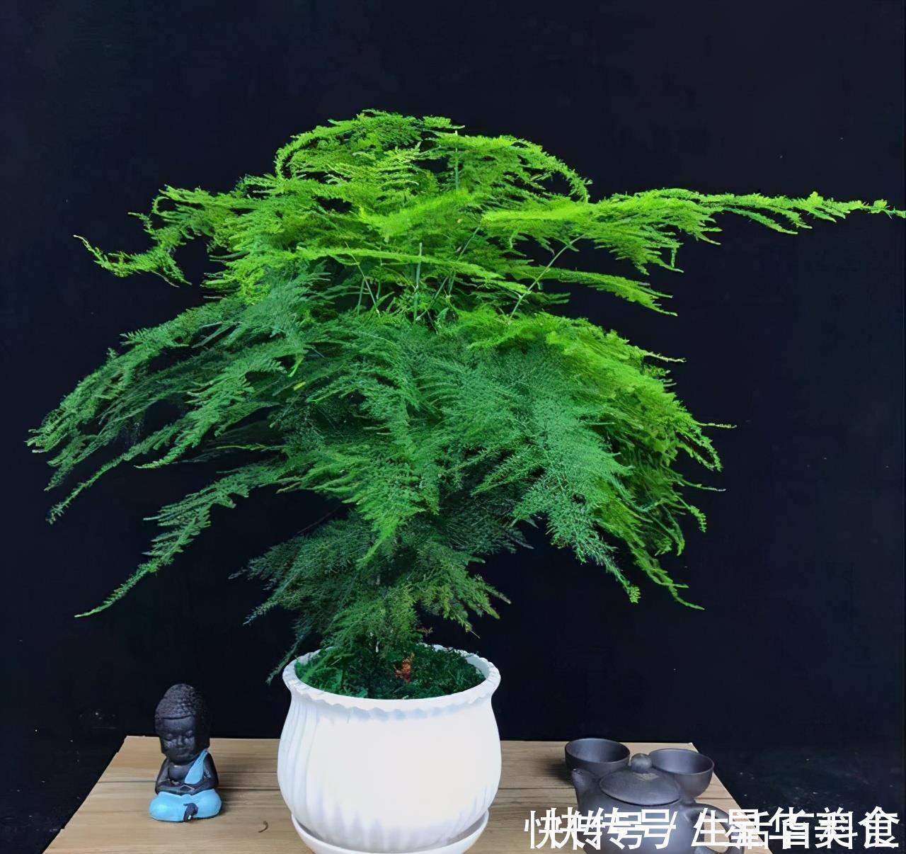 家里养上5种“竹”,吉祥“好运”,清雅大气,添福又添丁