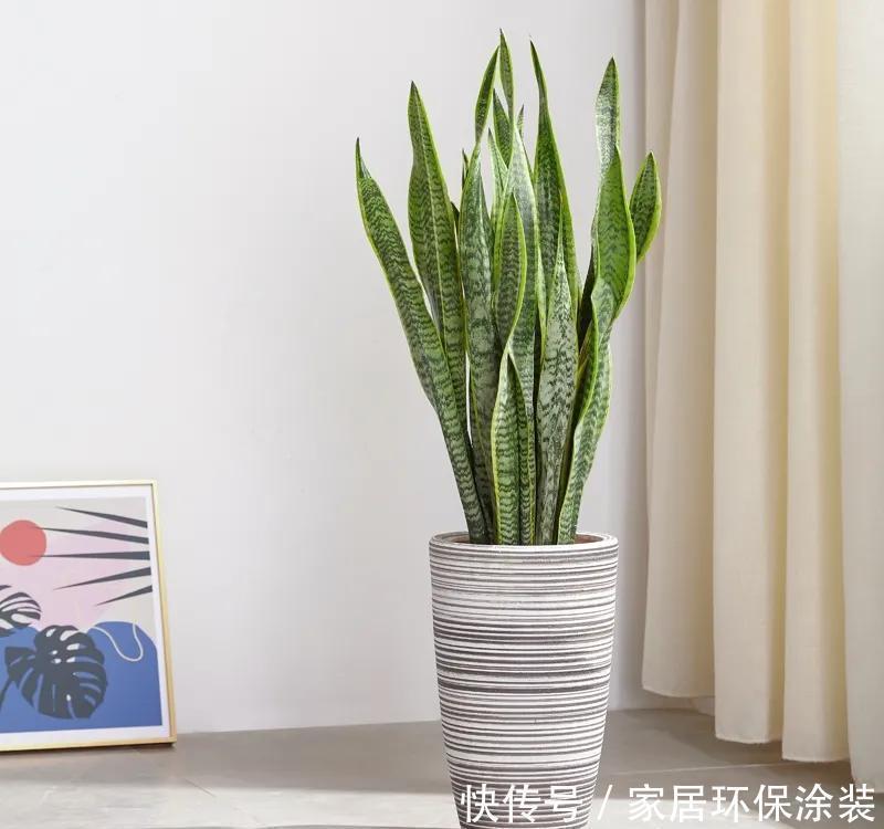 金钱树|容易被水浇死的“6种花”,养不活都是由于手太勤