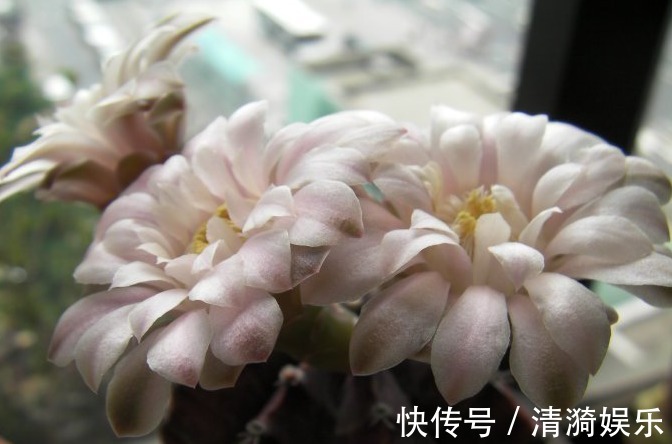 在家就养四种花,名字好听还旺运,简单养护一下,蹭蹭长爆盆