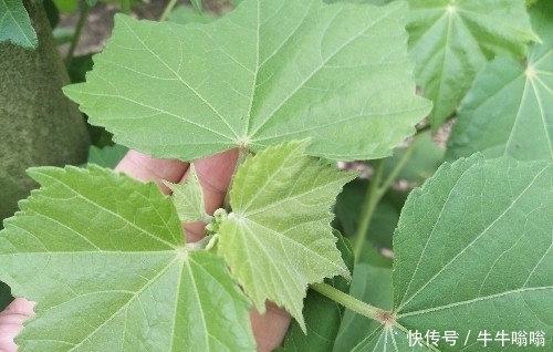 花朵|农村一种美丽的花朵,城里卖15元一盆,插杆就能活,好看又好吃