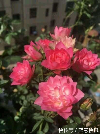 这花咋长的月季的身体却开出朵朵莲花，香气袭人太带劲！