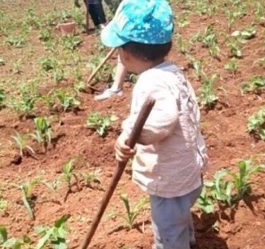 农村|3岁儿子去农村爷爷家,居然学会了除草,爸爸乐得哈哈大笑