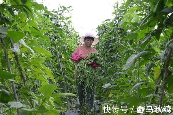 小苏打|夏天遇到此菜我从不手软,一次买几十斤,晒成干菜留着冬天炖肉吃