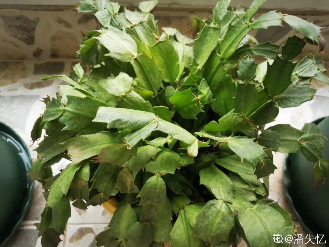 浇水|10种花要控水,天热反而不能浇,一浇水就死