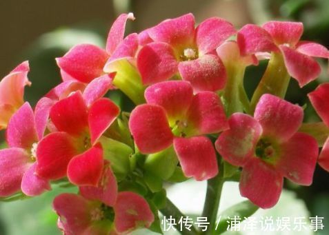 养花|新手养花,不如养盆花中精品“情人菊”,似妩媚情人,芳香四溢