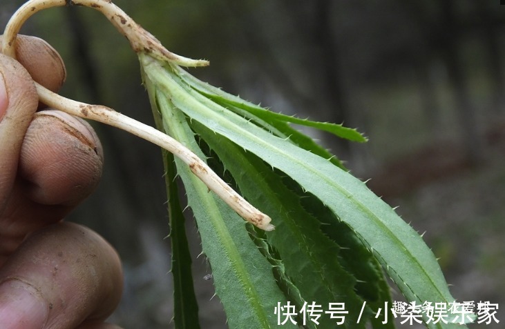 刺儿菜|年纪大点的人都知道是种很好的野菜，能遇到的话就有福气了！