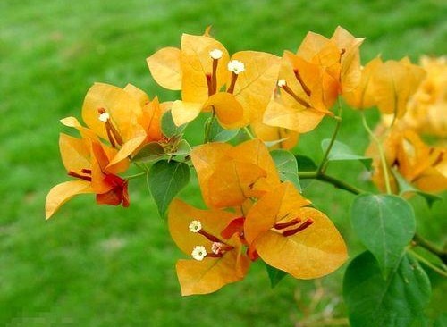 夏天养这几款花,沾土就活,开花一簇一簇,阳台美成“大观园”