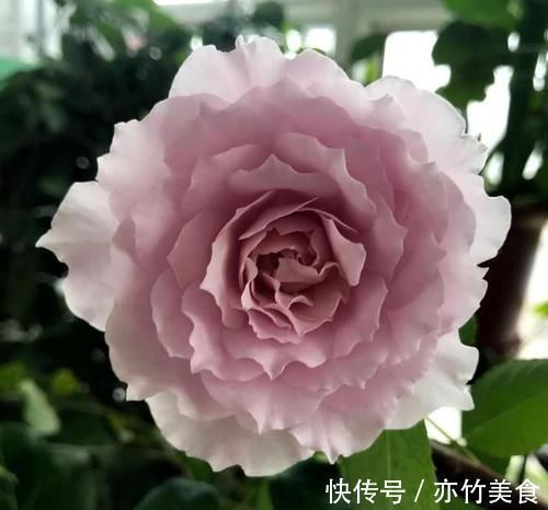 这个花一开就是300天，一笋能长20个花苞，种一棵四季有花赏！
