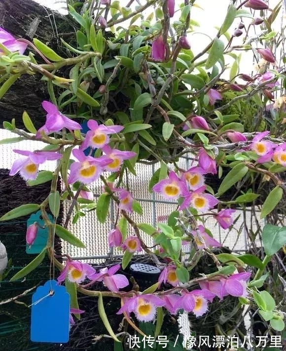 花姿|6种兰花爱开花，一开就变成“花瀑布”，太美了！
