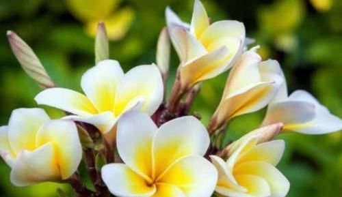 4种富贵花,开花漂亮,养上一盆四季欣赏,好养活还不贵