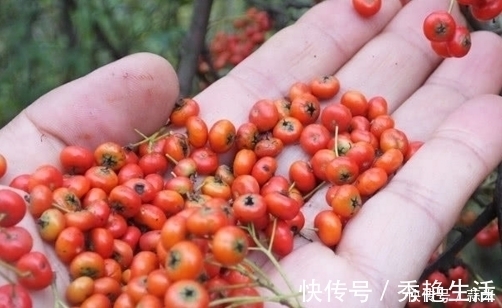 果子|农村漫山遍野的红果子,当初是农名伯伯的救命果,能活血止血