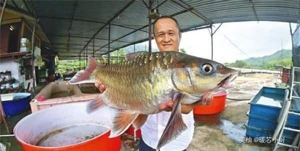 昂贵|世界上最昂贵的“淡水鱼”,每公斤要3000元,吃了都赞不绝口