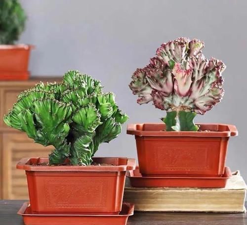 最适合懒人养的5种花,省心又好养,偶尔浇浇水就可以活