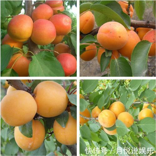 不骗你,路上碰见这种树苗,多挖几颗回家种,来年就换宝马