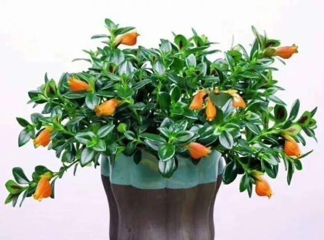 金鱼|吊兰长出了“金鱼”,极好的兆头,寓意“年年有余”!