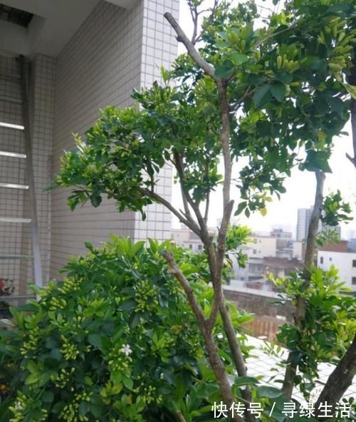 嫌吊兰不好看，不如养上“此花”，花期达半年，花香味能媲美香水